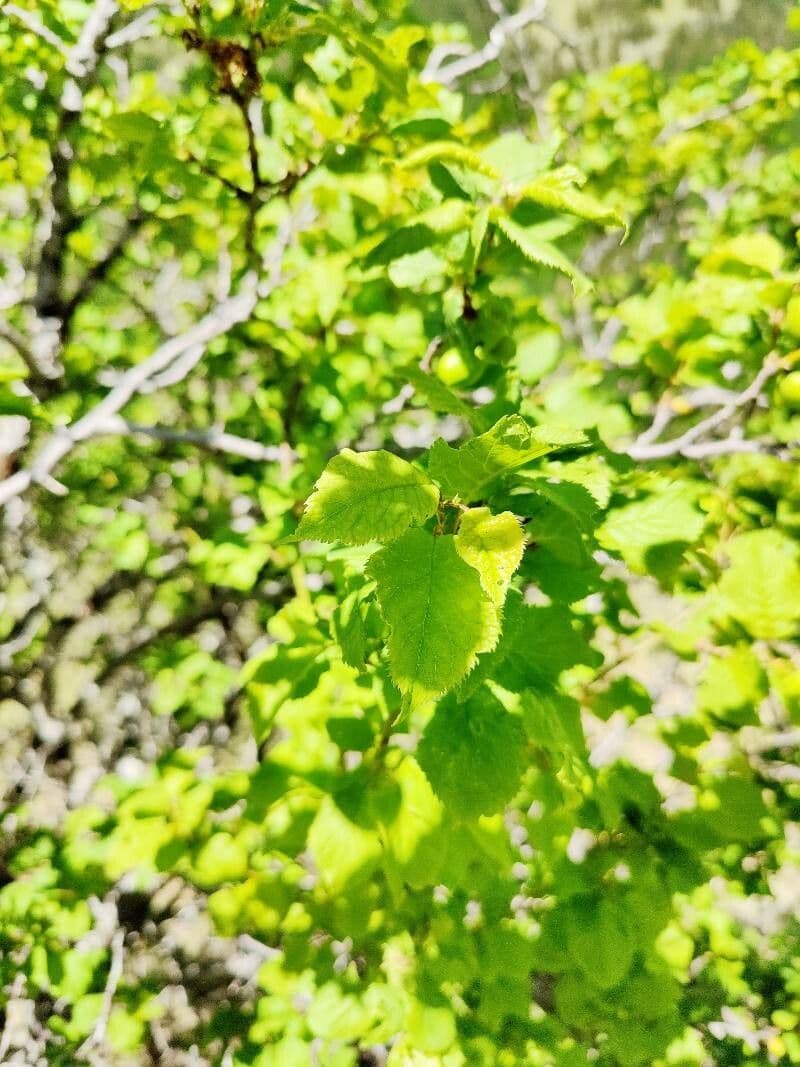 Briançon apricot 15