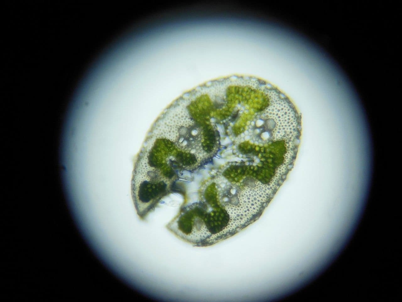 Dwarf feather grass 17