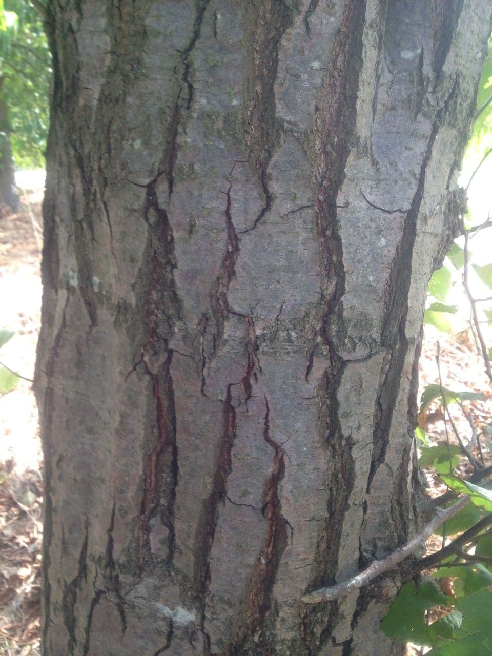 Caucasian alder 18