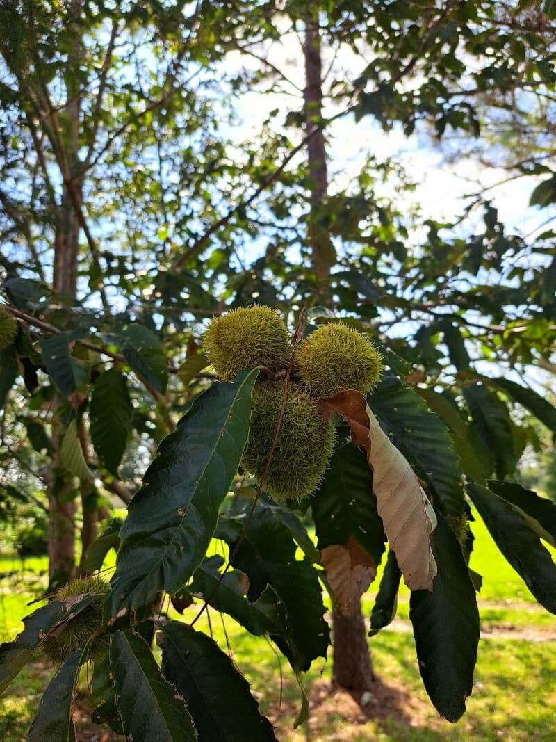 Japanese chestnut 19