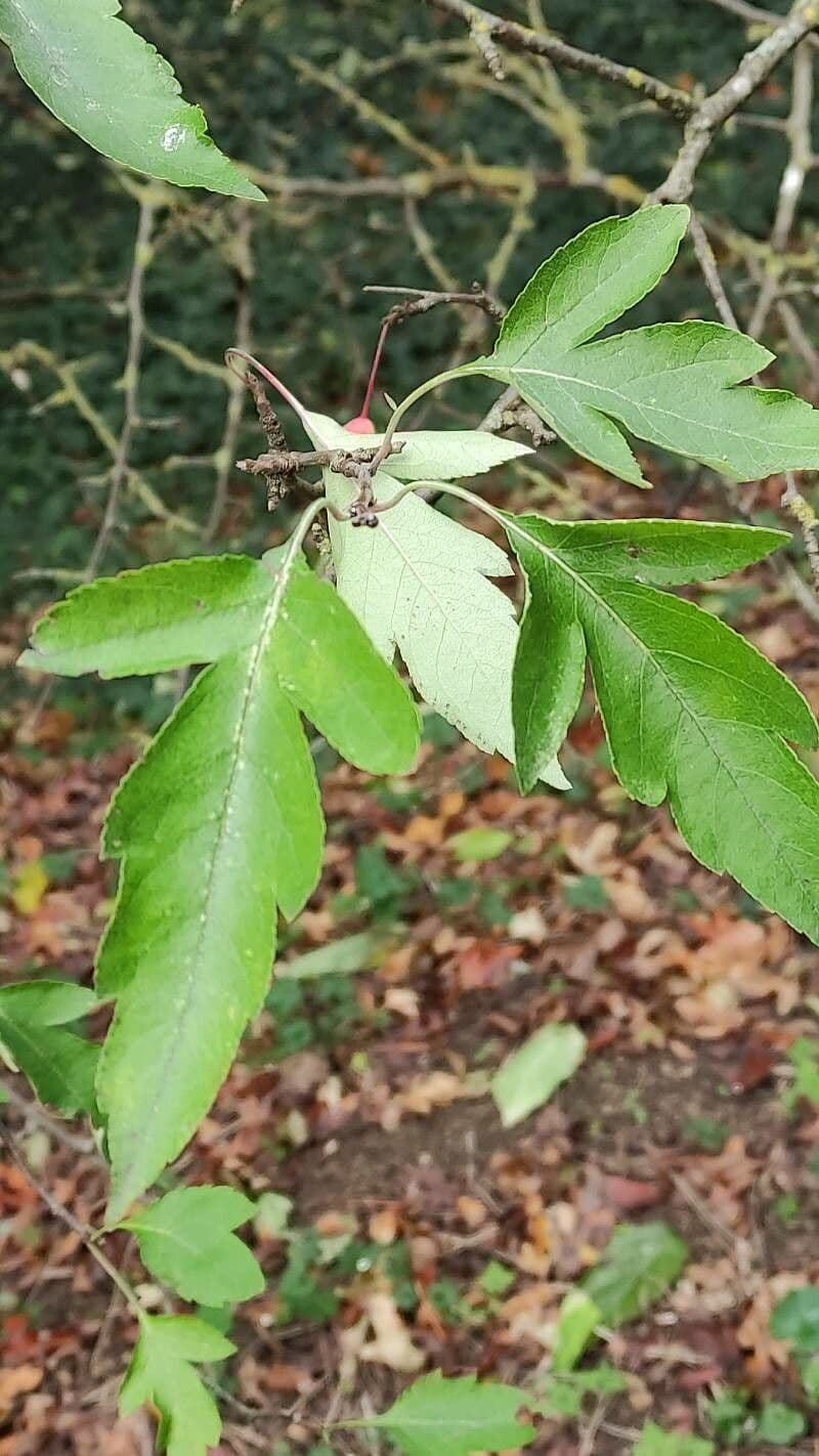Cut-leaf crab apple 8
