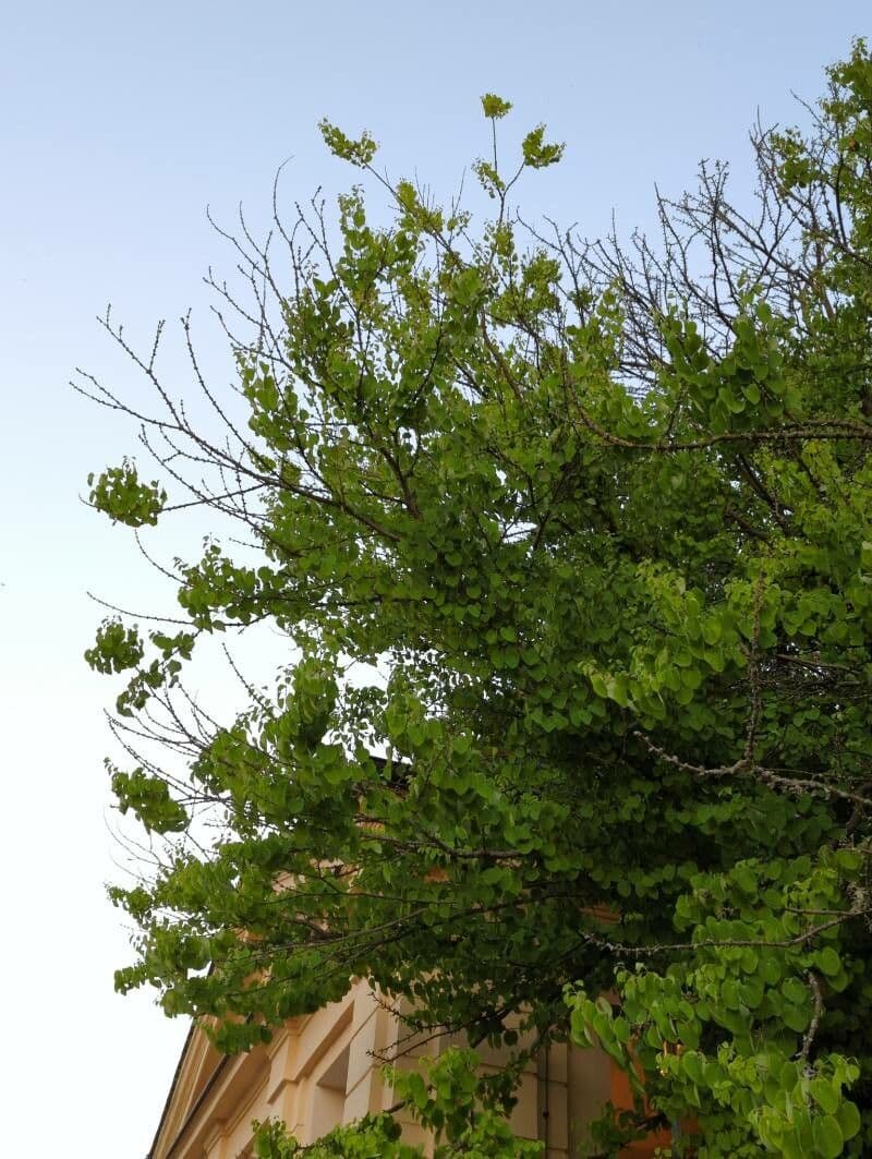 Katsura tree 25