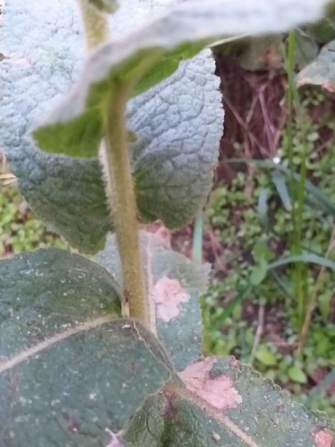Dense-flower mullein 23