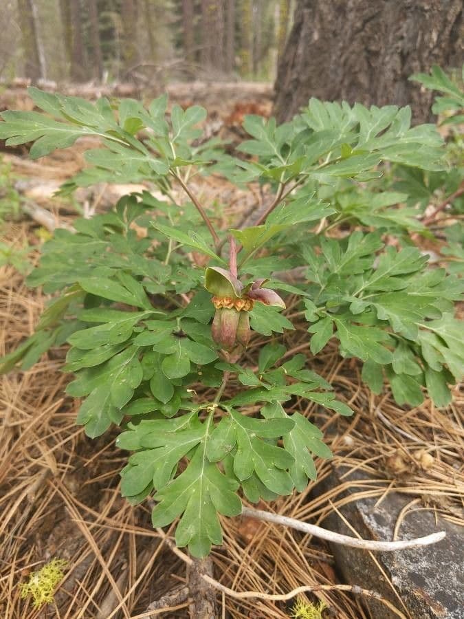 Brown's peony 13