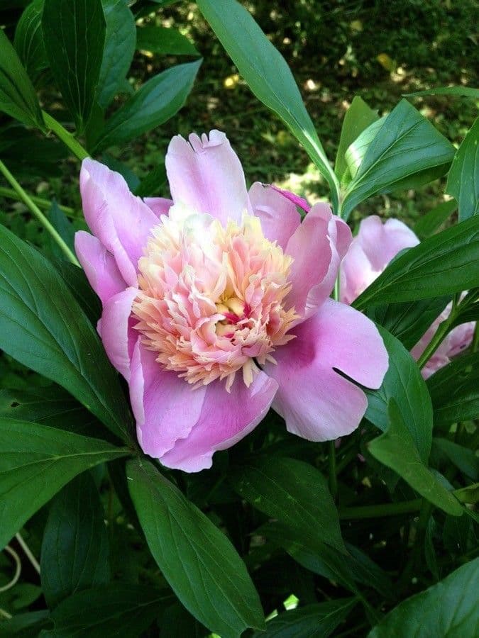 Common peony 9