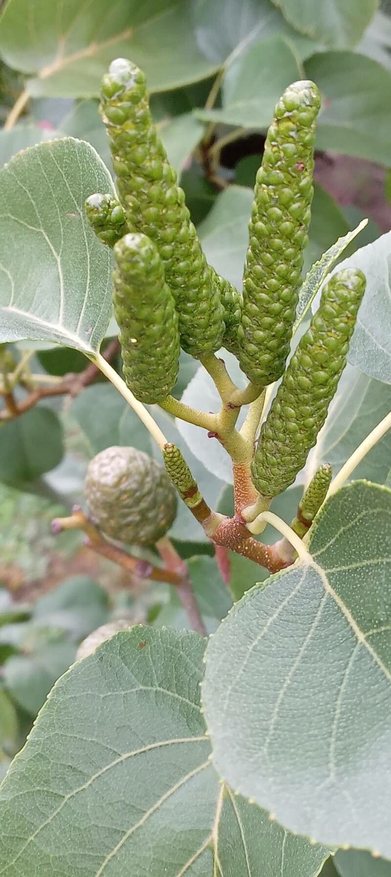 Italian alder 8
