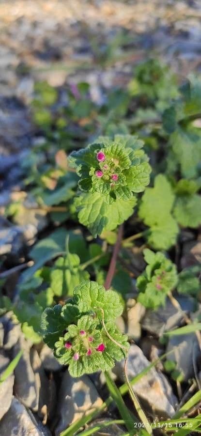 Henbit 12