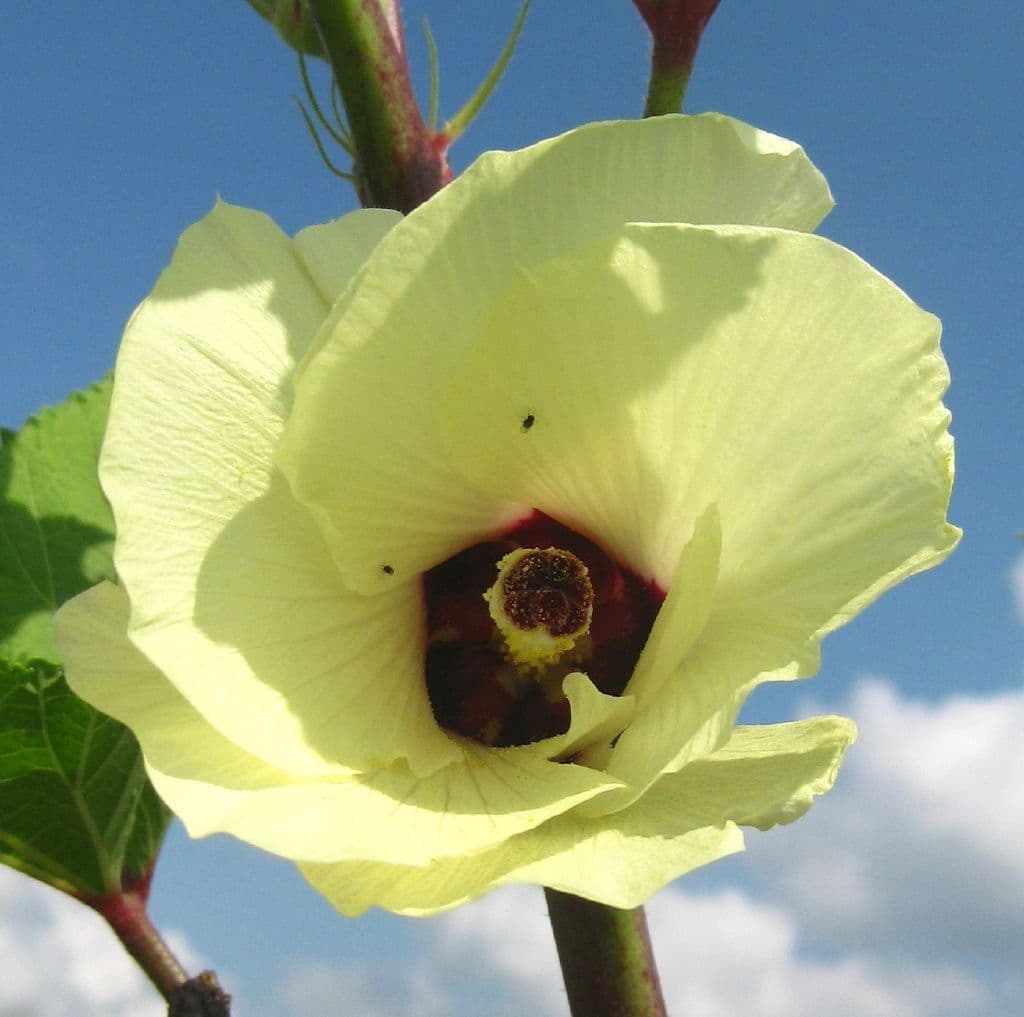 Okra 7