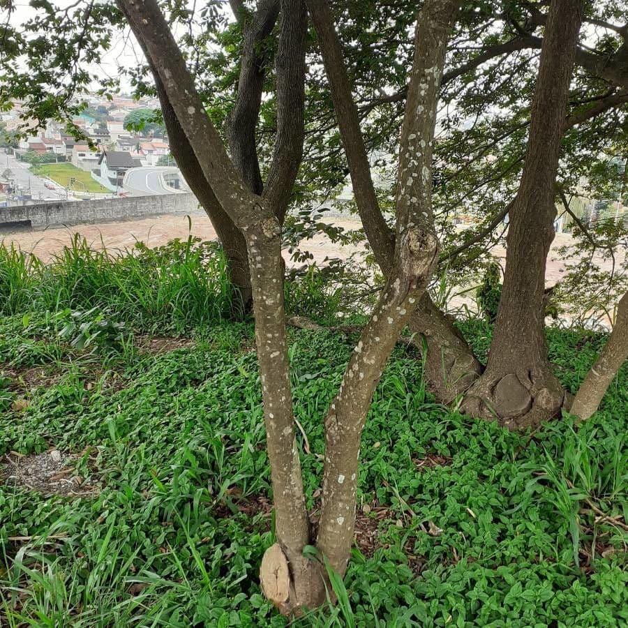 Northern catalpa 9