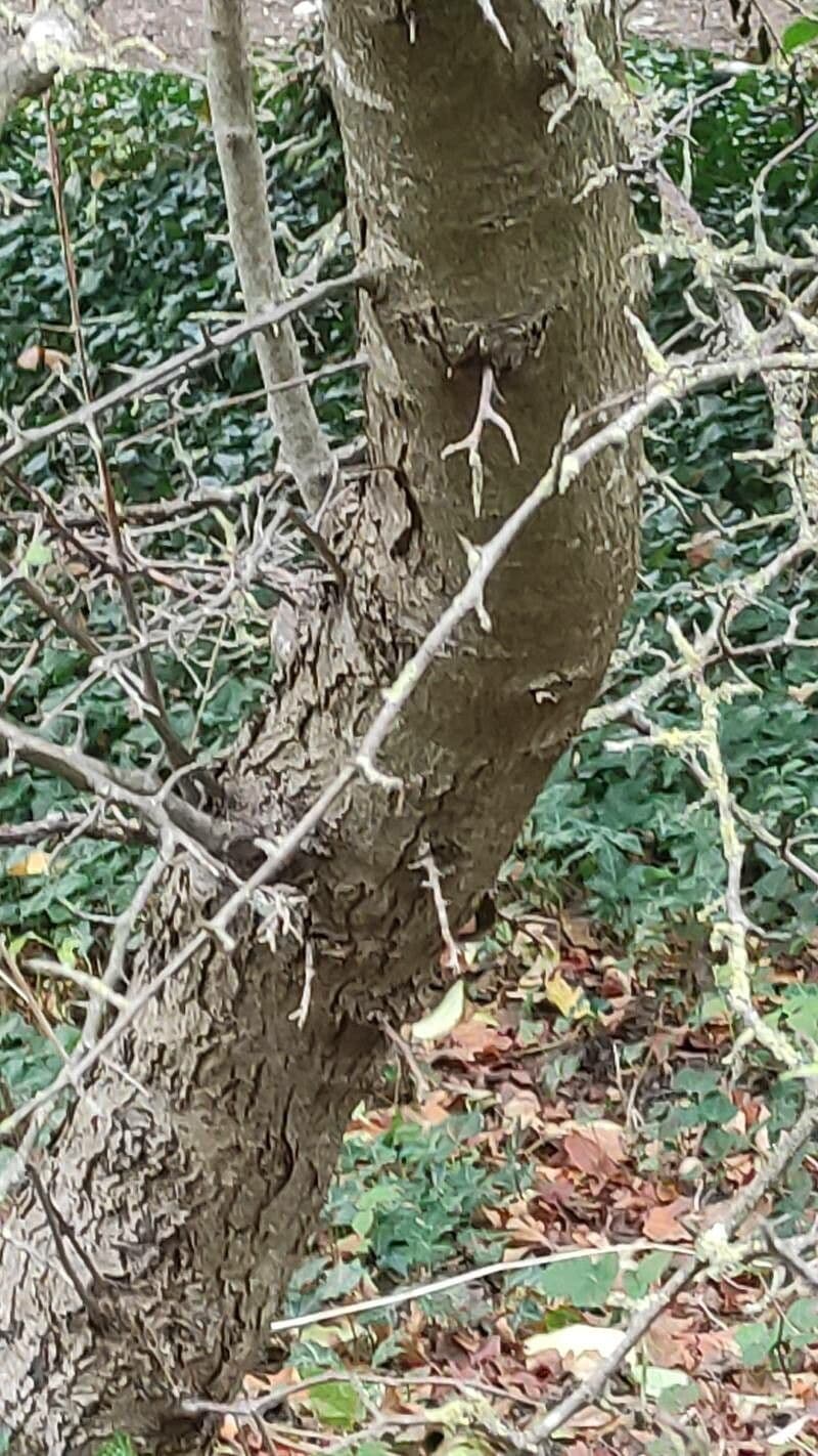 Cut-leaf crab apple 12
