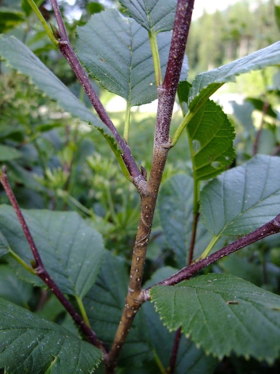 Green alder 22