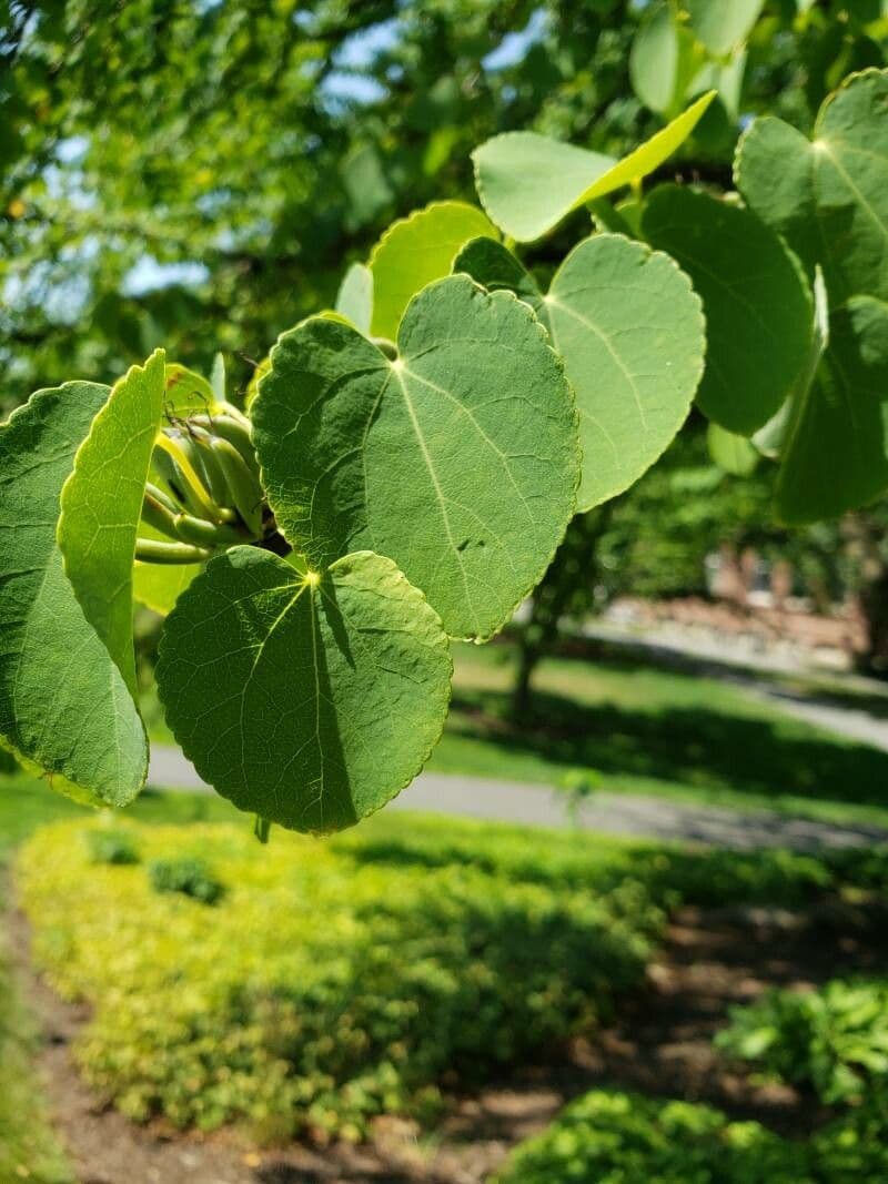 Katsura tree 17