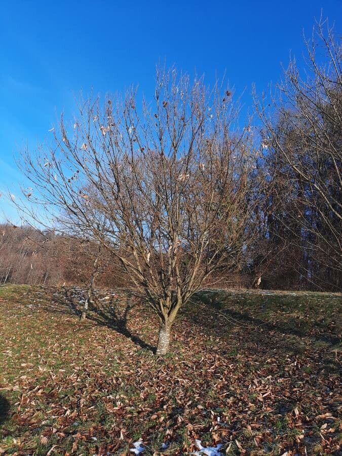 European chestnut 11
