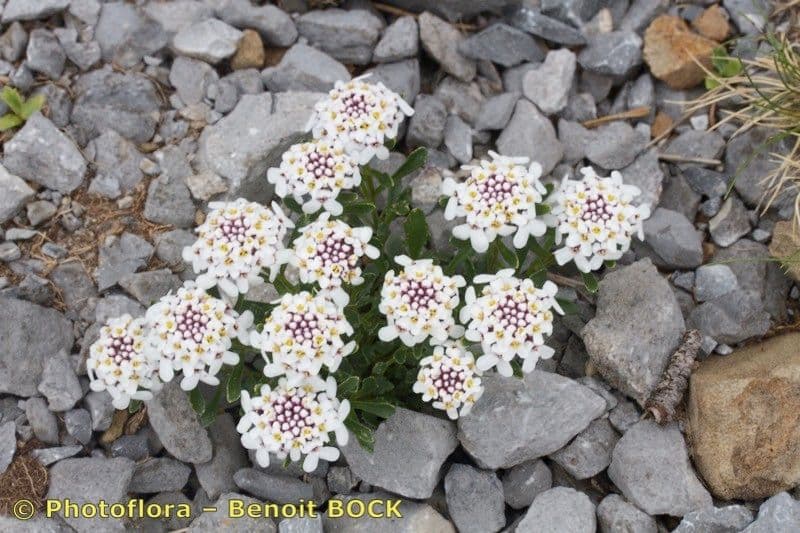 Pruit's candytuft 9