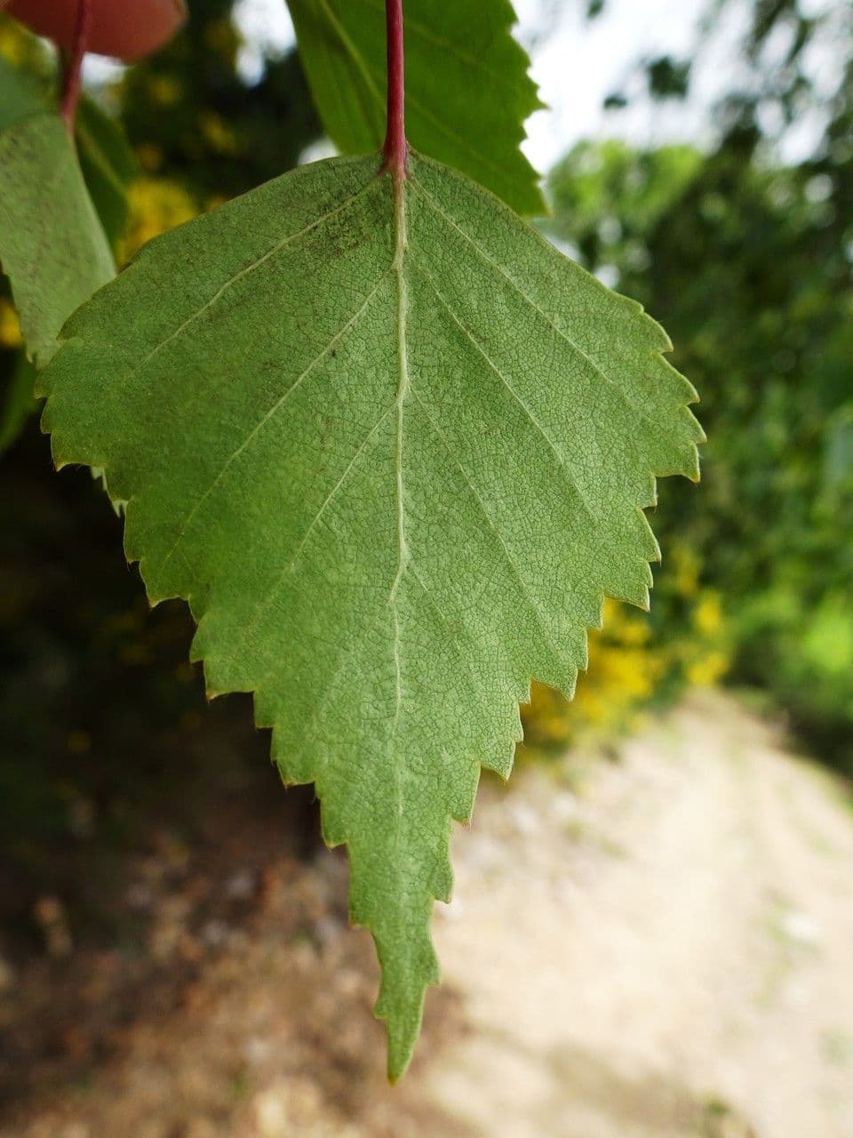 European white birch 17