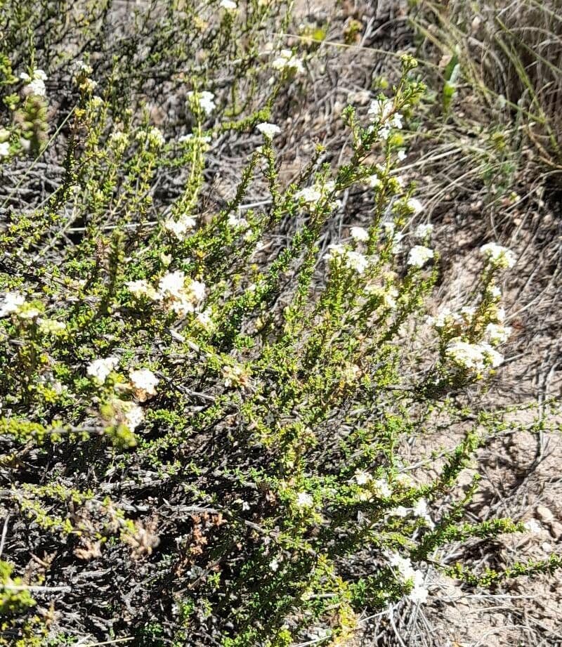 Acantholippia