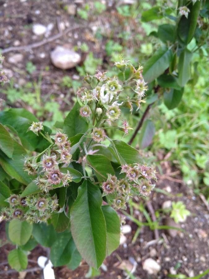 Pacific serviceberry 22