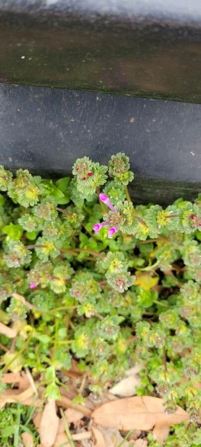 Henbit 27