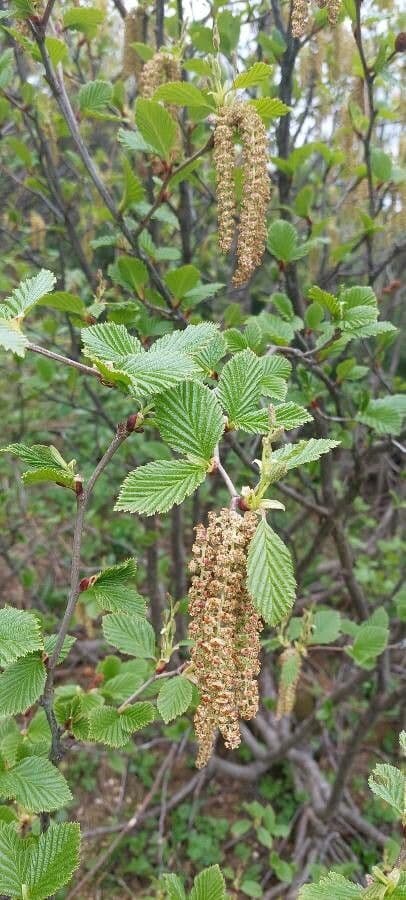 Green alder 10