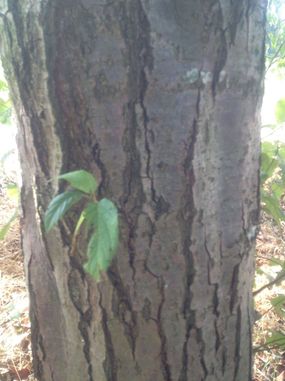 Caucasian alder 17