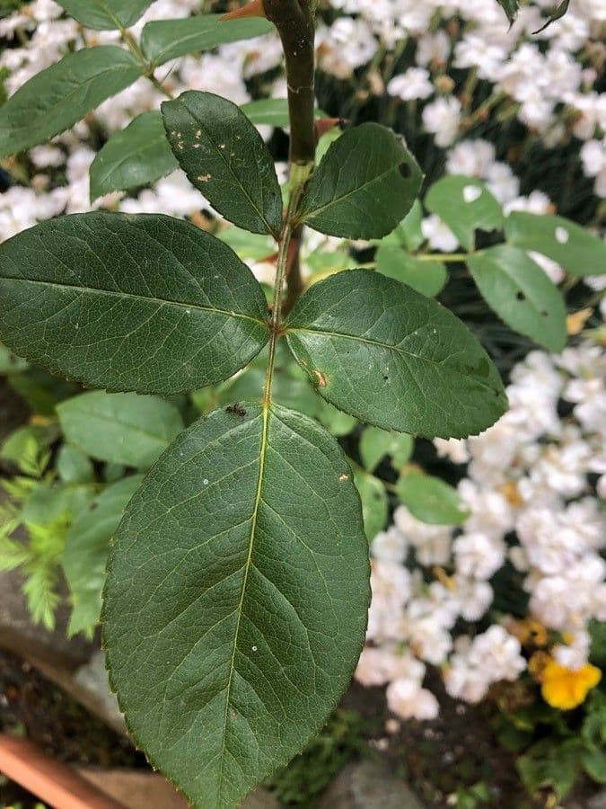 Bengal rose 16