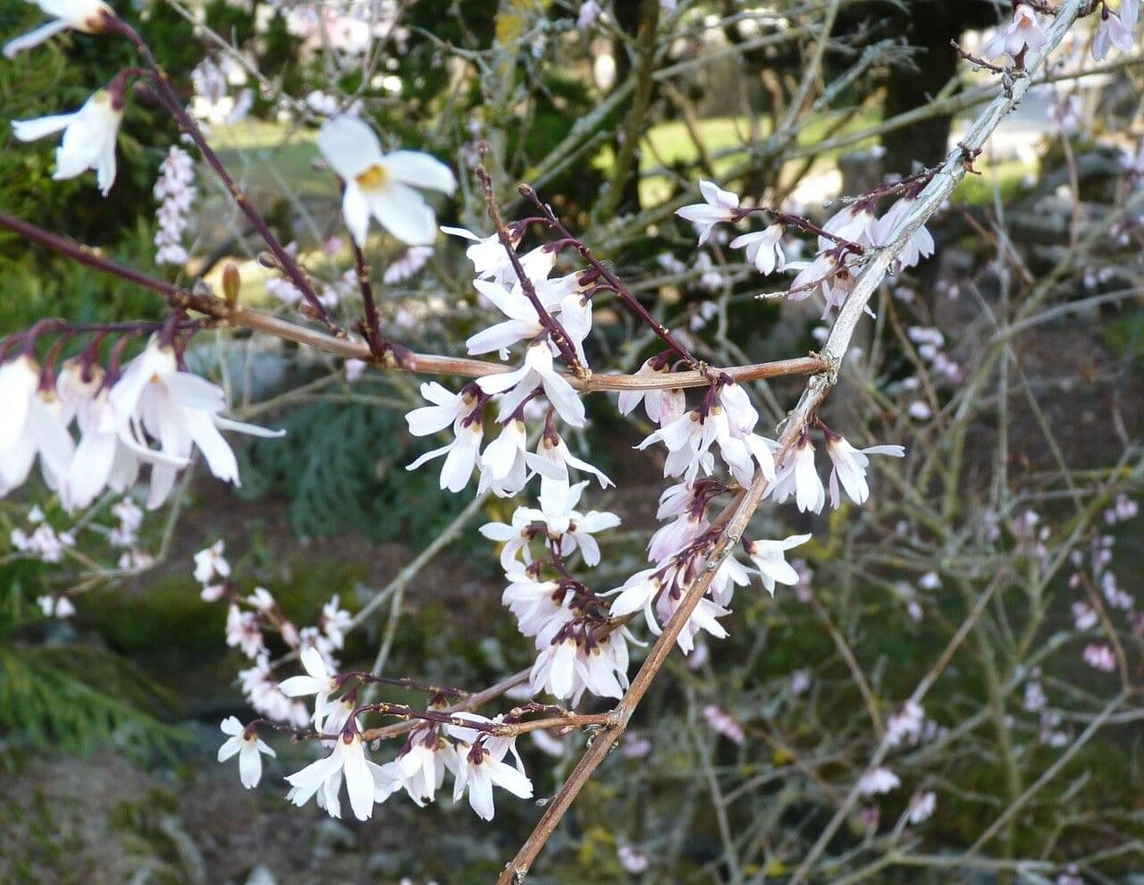 White-forsythia 12