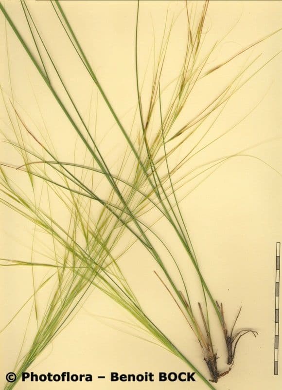 Dwarf feather grass 24