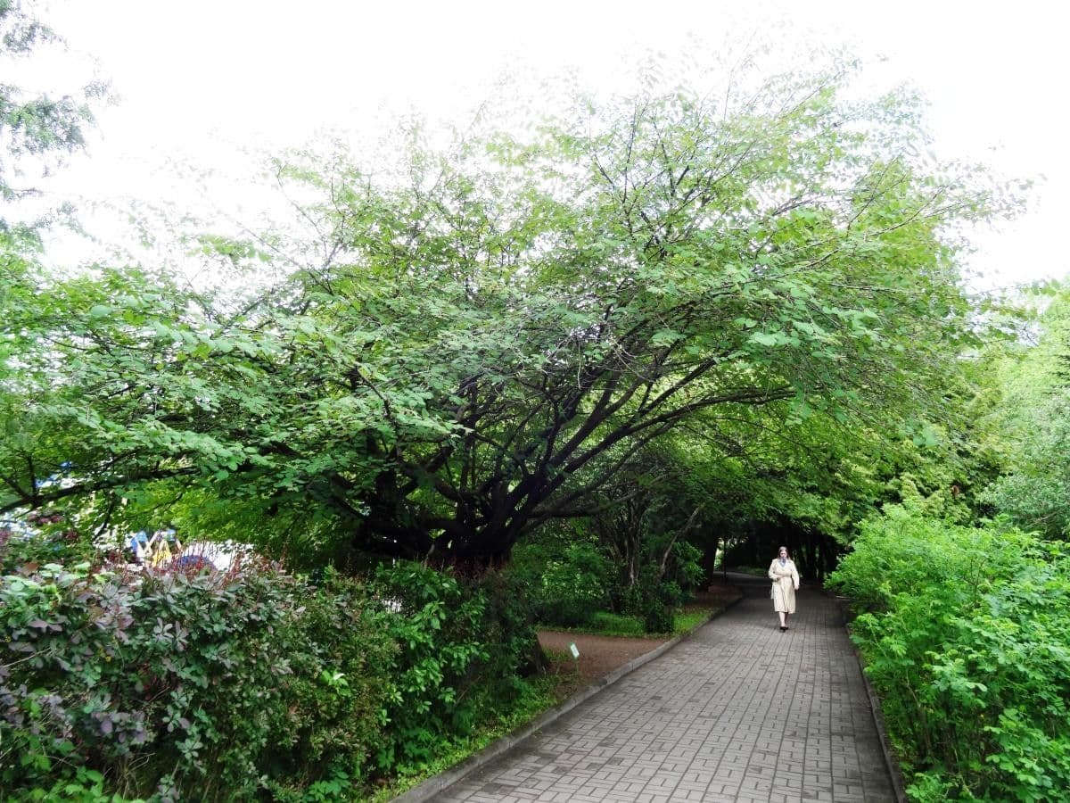Katsura