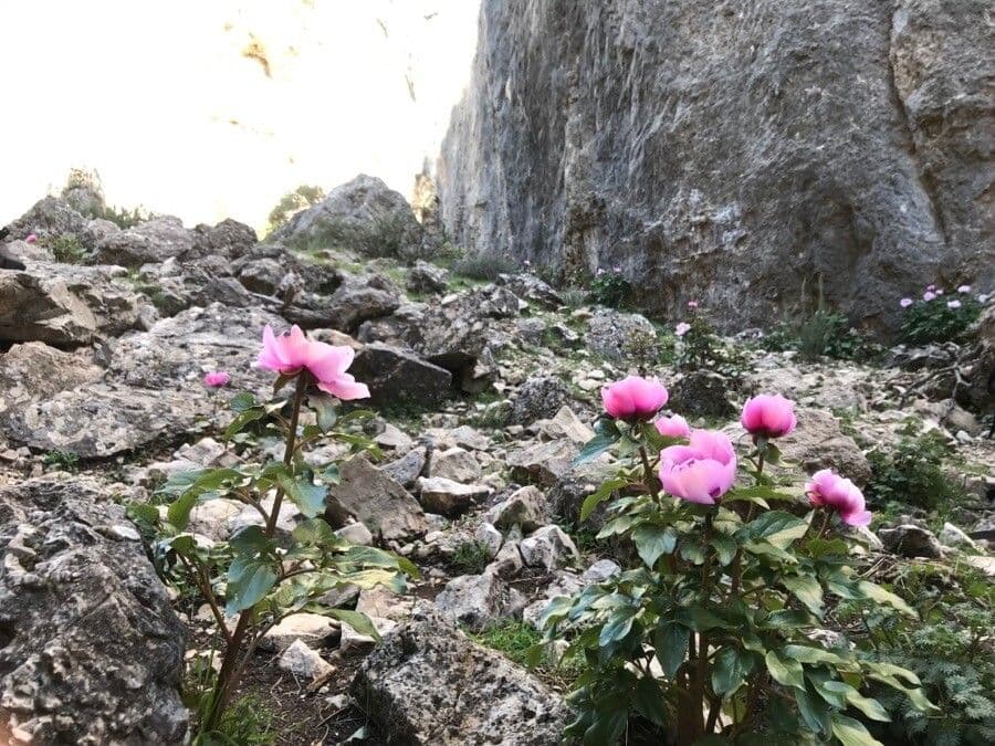 Brotero's peony 8
