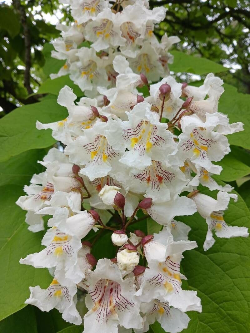 Northern catalpa 4