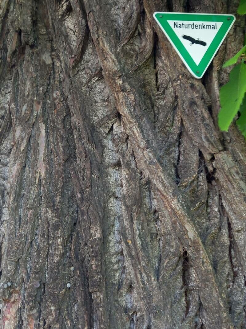 European chestnut 21
