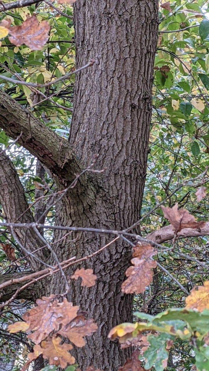 Pedunculate oak 21