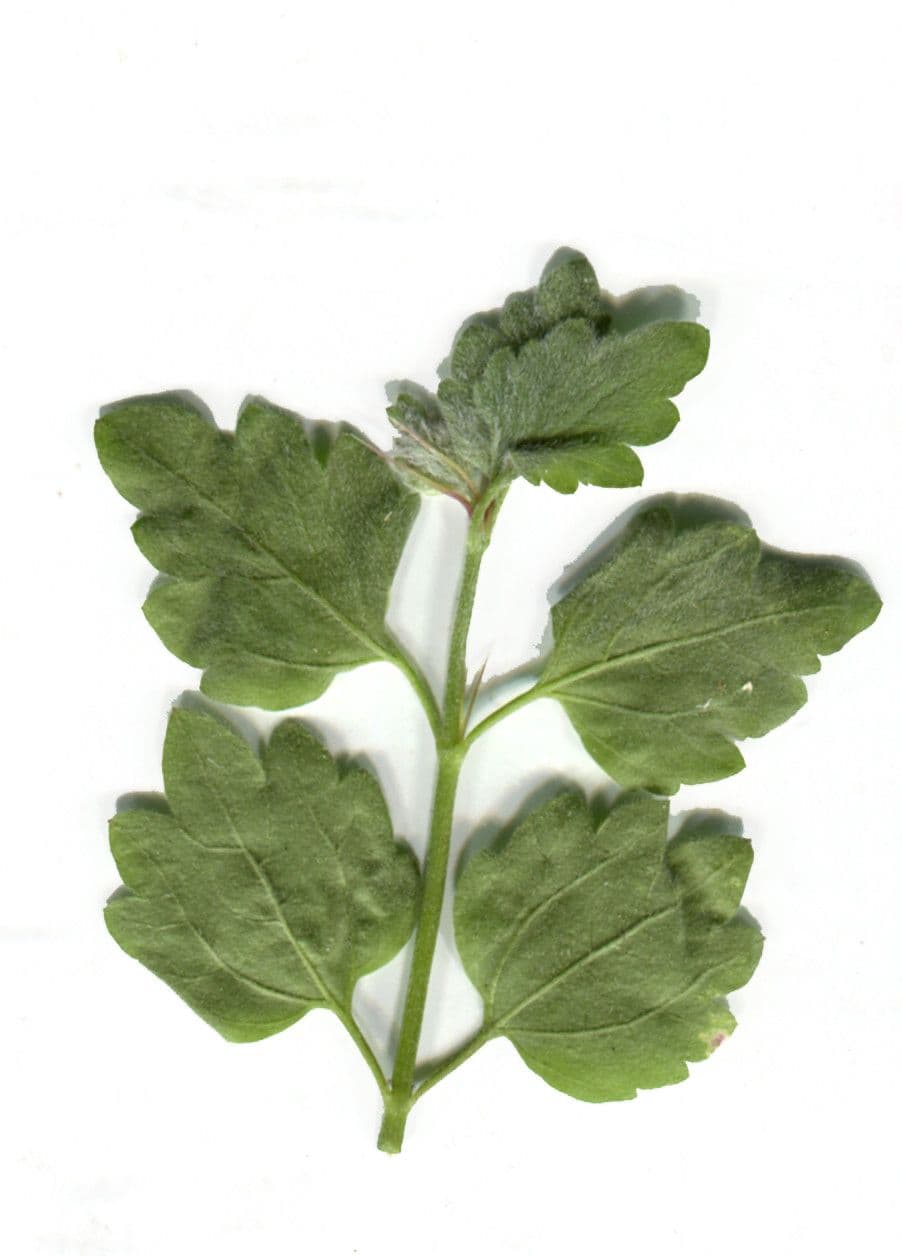 Acanthoprasium 10