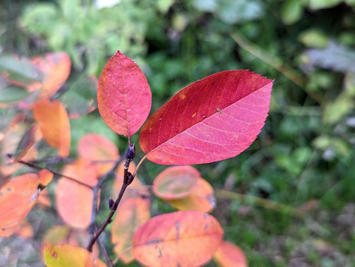 Pacific serviceberry 16