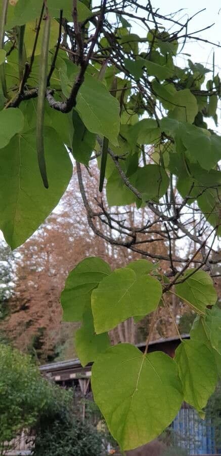 Northern catalpa