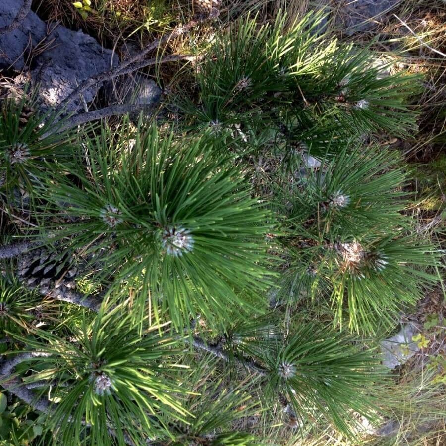 Northern pitch pine 20
