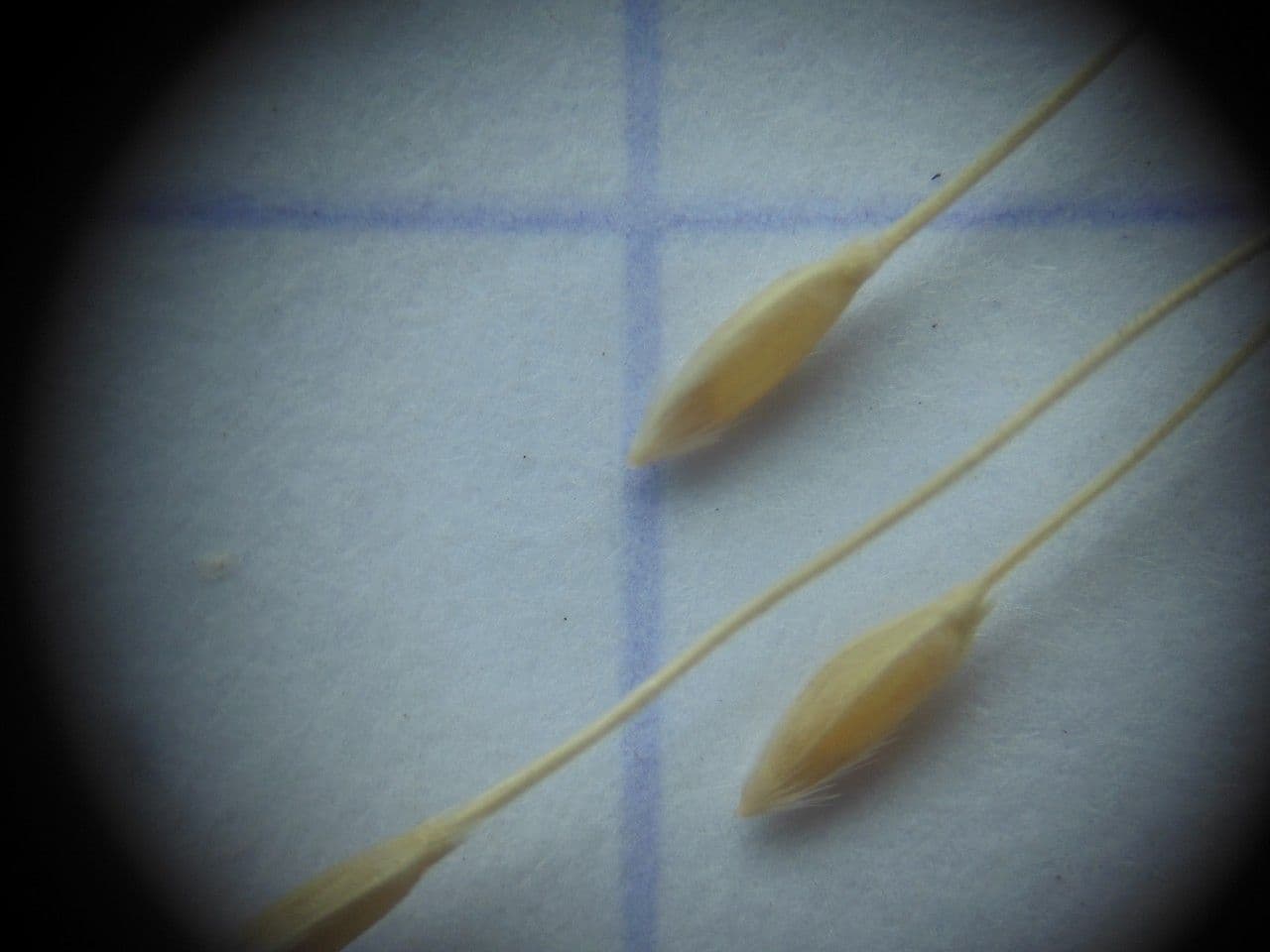 Dwarf feather grass 5