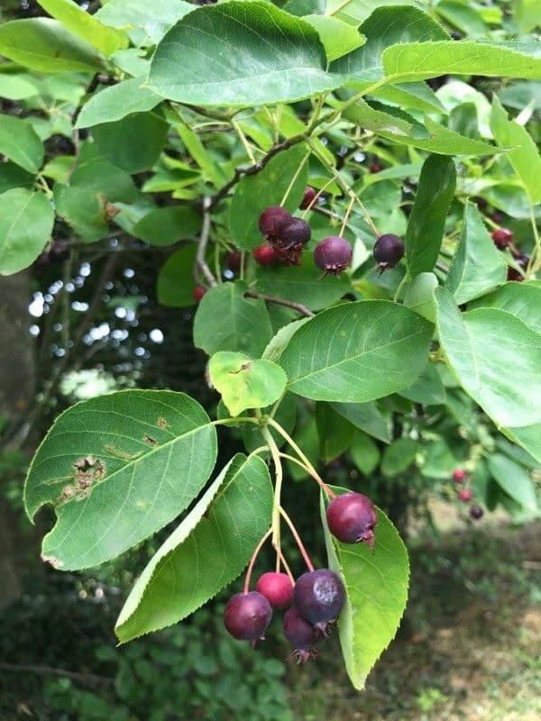 Cherry 2