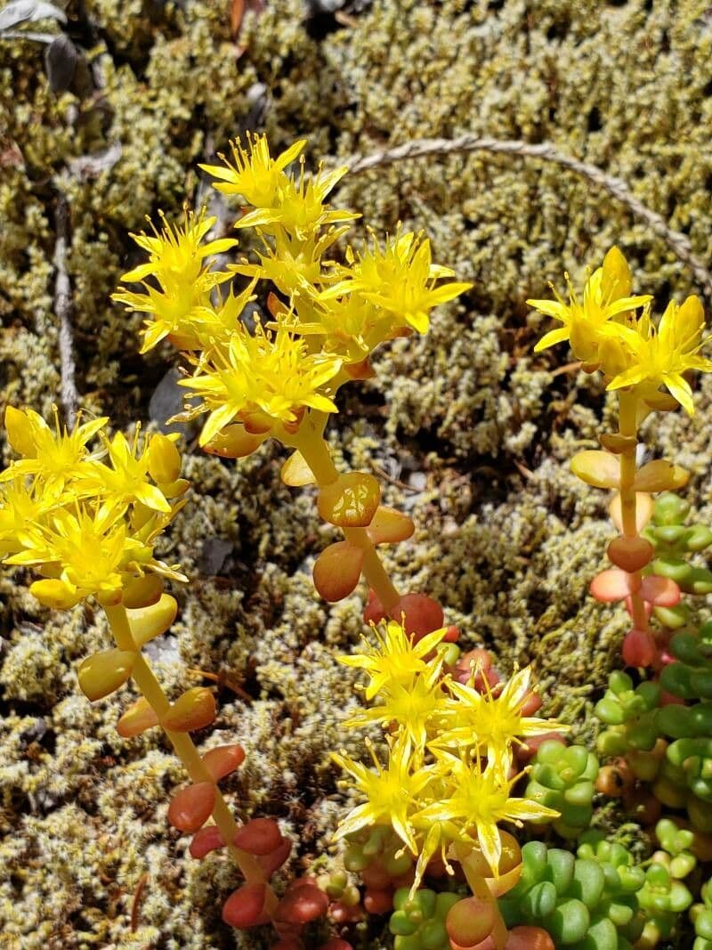 Pacific stonecrop 5
