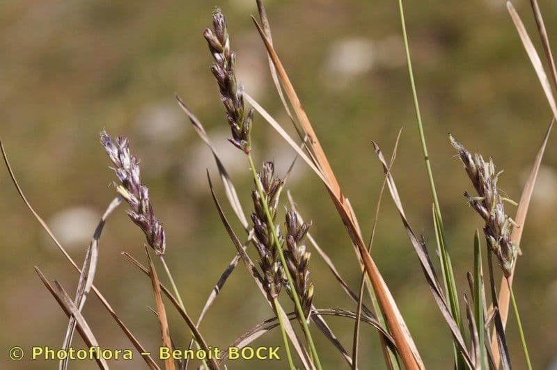 Blue moor grass 26