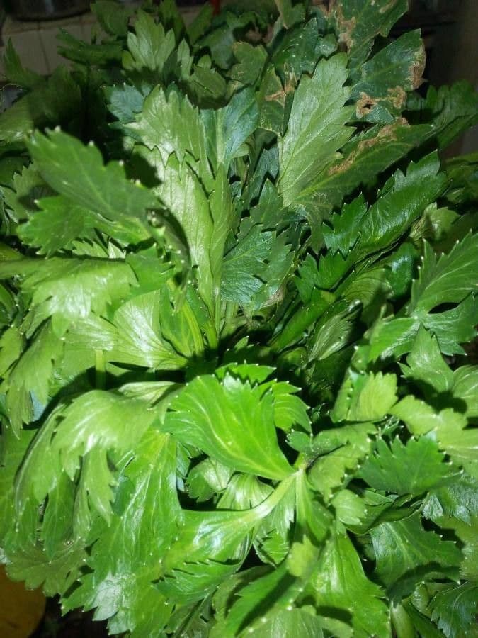 Celery 10