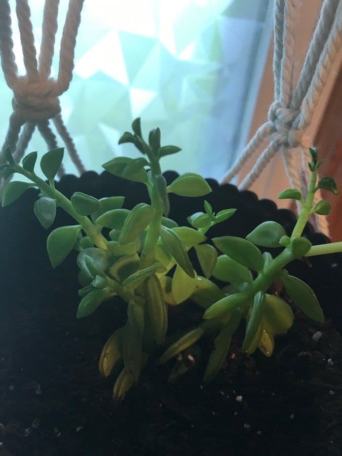 Pacific stonecrop 4