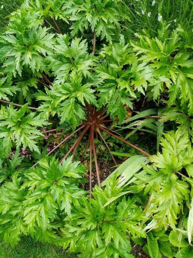 Giant herb-robert 16