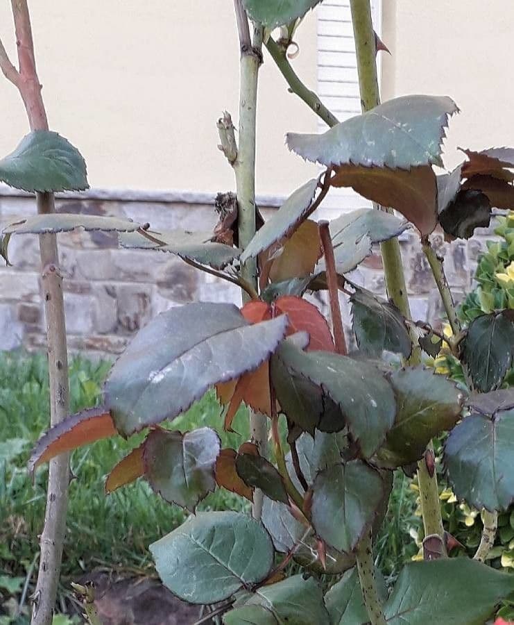 Bengal rose 20