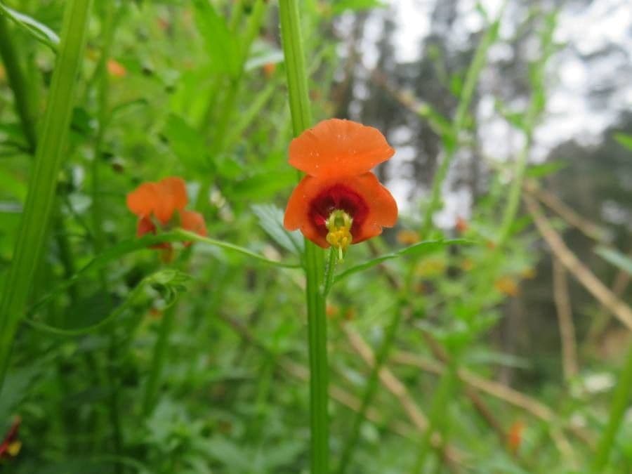 Maskflower 2