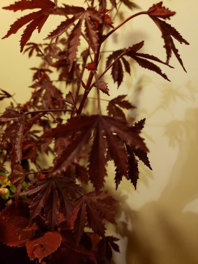 Japanese Maple 26