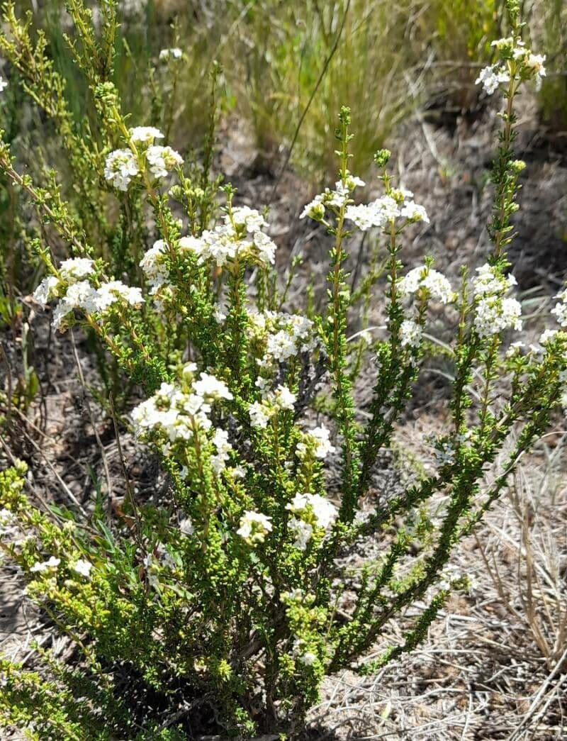 Acantholippia 4