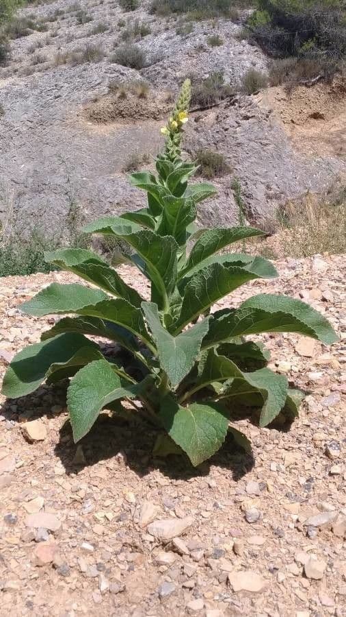 Dense-flower mullein 10