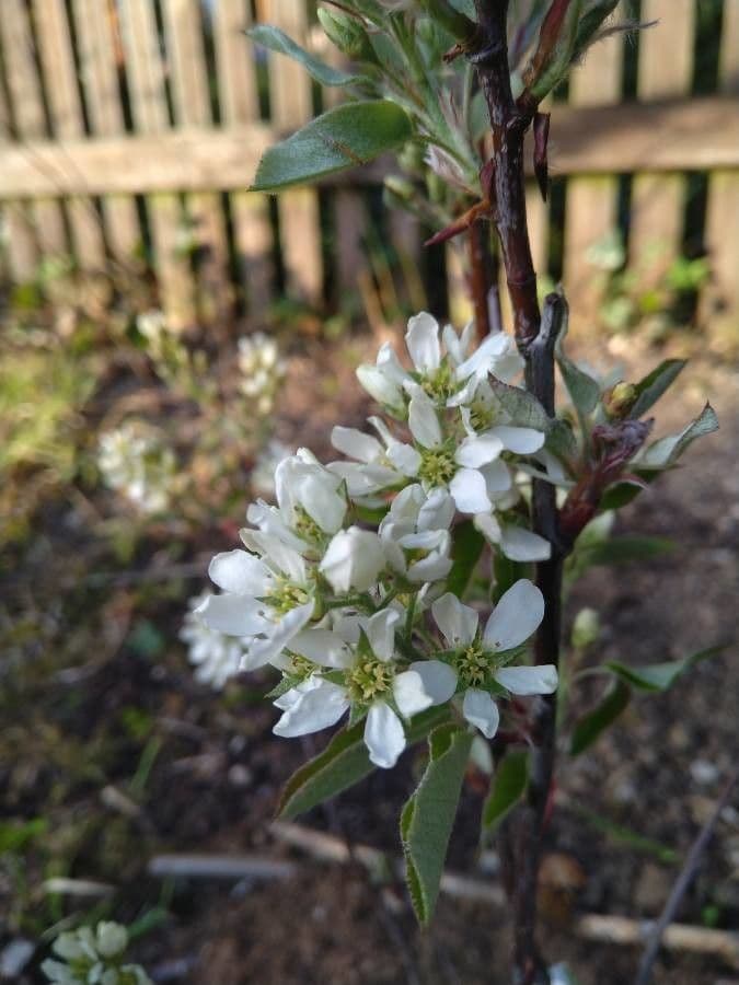 Pacific serviceberry 9
