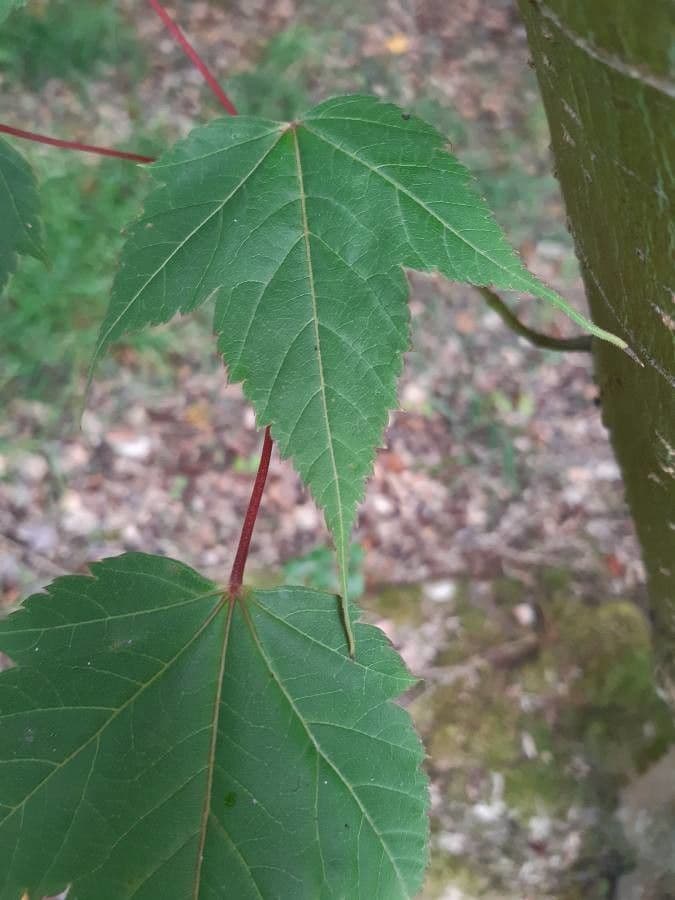 Maple 5